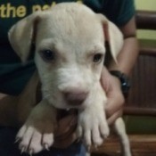 What Kind of Pit Bull Is This? - person holding a young puppy