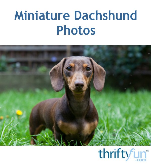 55+ Miniature Dachshund Puppies For Sale Near Me ...