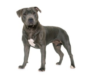 Staffordshire Bull Terrier on a white background.