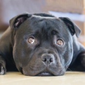 Staffordshire Terrier laying on the floor.