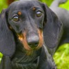 Dachshund looking at you.