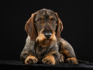 Wirehaired Dachshund with a black background.