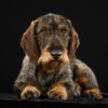Wirehaired Dachshund with a black background.