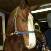 In Memory of Buster (Hanoverian Mix) - beautiful brown horse with someone holding up a small black and brown dog next to his head