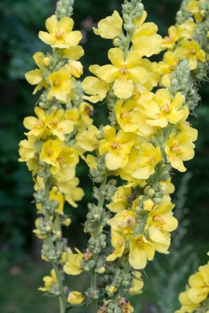Verbascum Yellow flowers