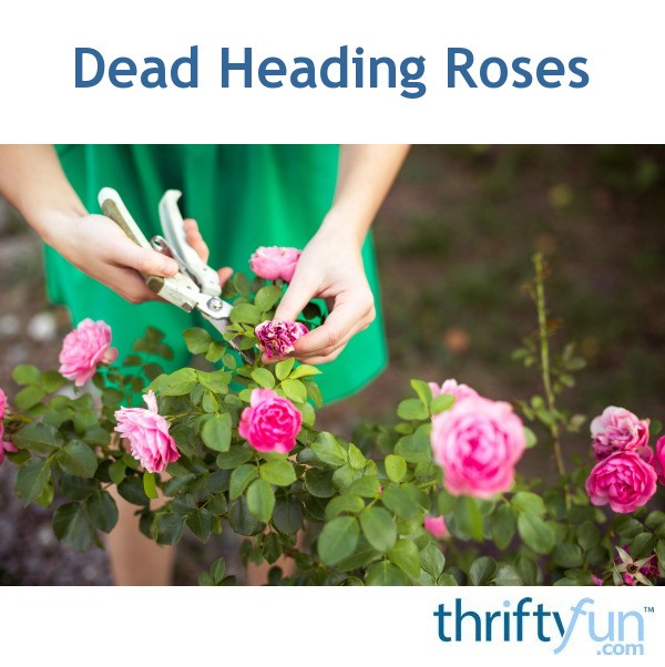 Dead Heading Roses ThriftyFun