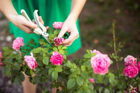 Woman Dead Heading Roses in her garden