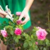 Woman Dead Heading Roses in her garden