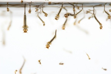 Mosquito larvae in water