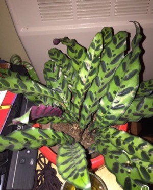 Identifying a Houseplant - long medium green leaves with dark green lines
