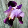 A tall purple bearded iris, called "Velna."