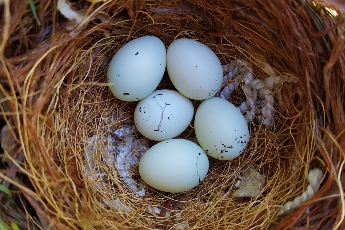 Hatching eggs. Зяблик яйца и гнездо. Гнездо зяблика. Яйца зяблика. Птица Зяблик яйца в гнездо.