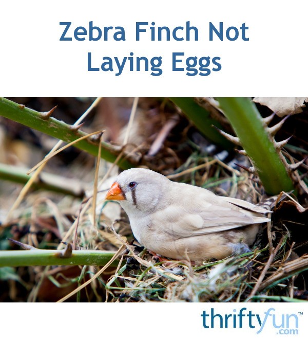 Zebra Finch Not Laying Eggs? ThriftyFun