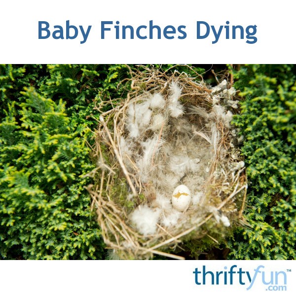 Baby Finches Dying | ThriftyFun