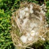Empty finch nest on a shrub.