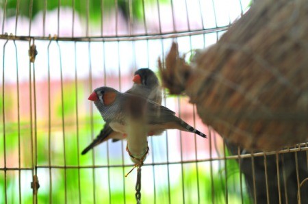 Finches in cage with a nest.
