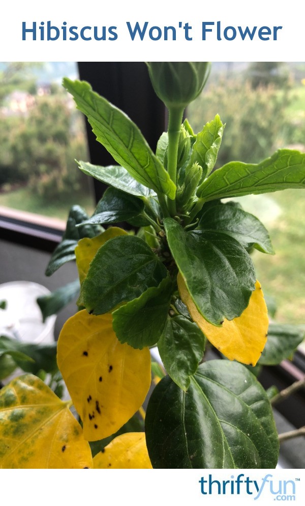 Hibiscus Won't Flower? ThriftyFun