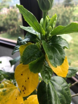 Hibiscus Won't Flower  - plant with yellow lower leaves