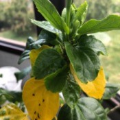 Hibiscus Won't Flower  - plant with yellow lower leaves