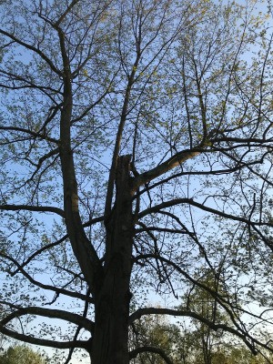 Saving a Tree with a Broken Main Trunk - looking up at broken trunk