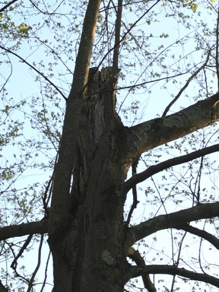 A tree with a broken main trunk.