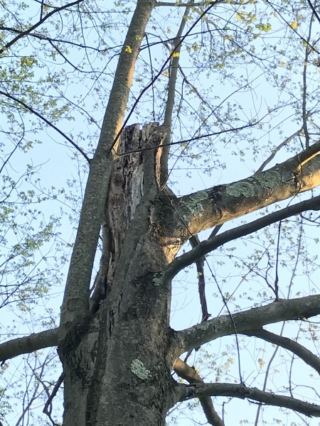 A tree with a broken main trunk.