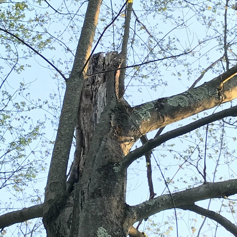 Saving a Tree with a Broken Main Trunk? ThriftyFun