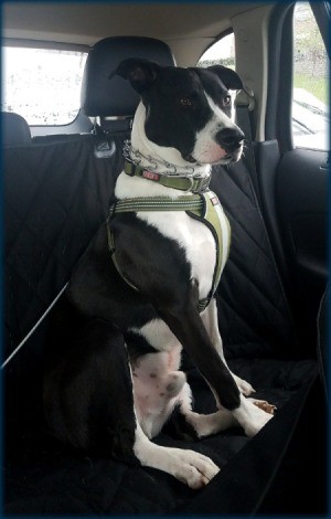 What Breed Is Our Dog? - black and white dog on car seat