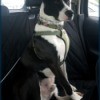 What Breed Is Our Dog? - black and white dog on car seat