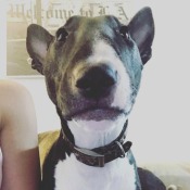 Pistol (Mini Bull Terrier) - closeup of grey and white dog