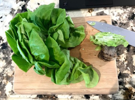 separating lettuce leaves