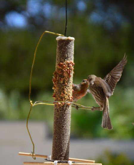 House Finch Courtship - male feeding female