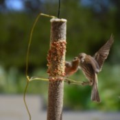House Finch Courtship - male feeding female