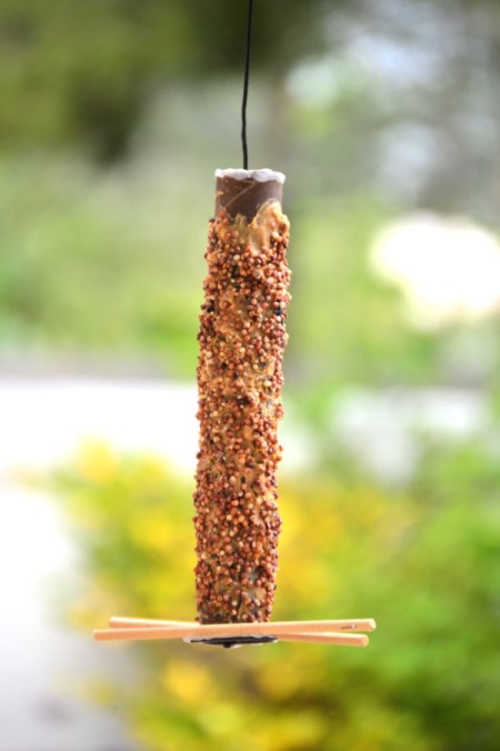 House Finch Courtship - seed log