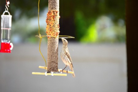 House Finch Courtship - bird stretching to reach seeds