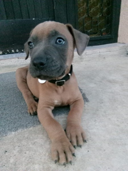 Is My Pit Bull Full Blooded? - brown puppy with dark muzzle