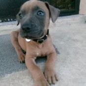 Is My Pit Bull Full Blooded? - brown puppy with dark muzzle