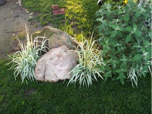 Phalaris Strawberries and Cream variety by rocks.