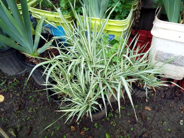 Phalaris Strawberries and Cream variety in pots.