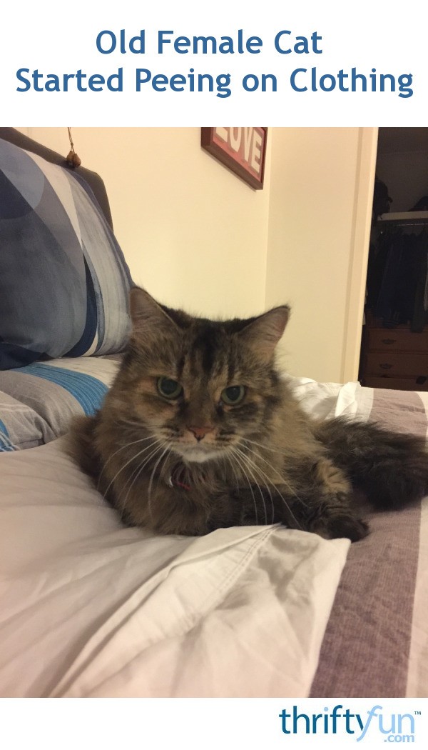 Old Female Cat Started Peeing on Clothing? ThriftyFun