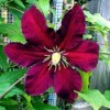 Clematis Niobe - beautiful red flower with dark edges