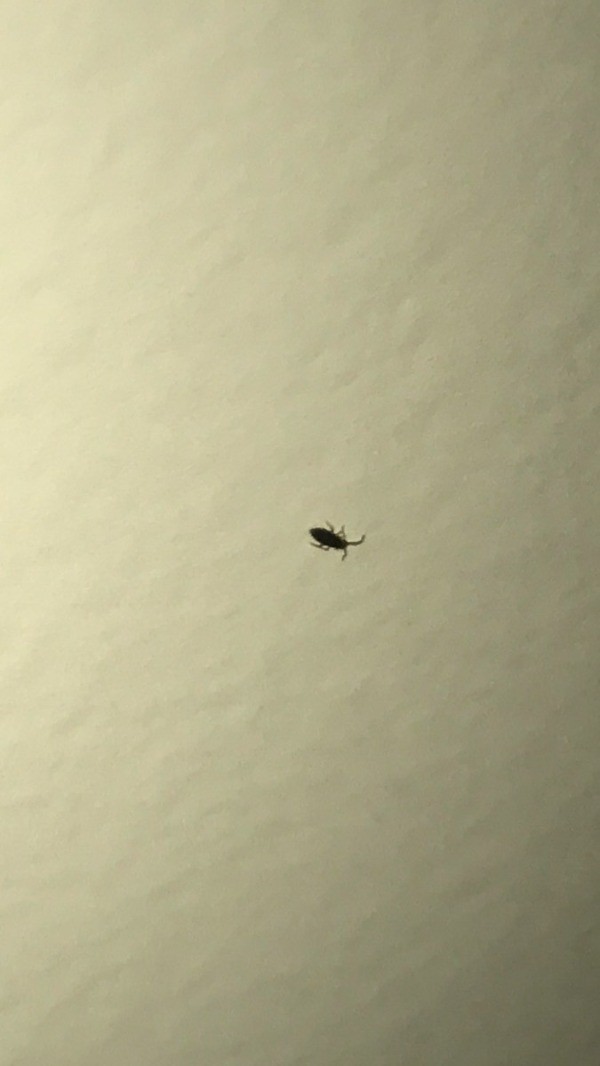 small flat black bug