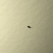Identifying Little Black Bugs