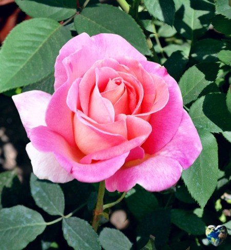 The Chicago Peace Rose - dense pink rose with hints of yellow