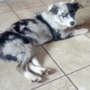 What Breed Is My Dog? - black and white dog