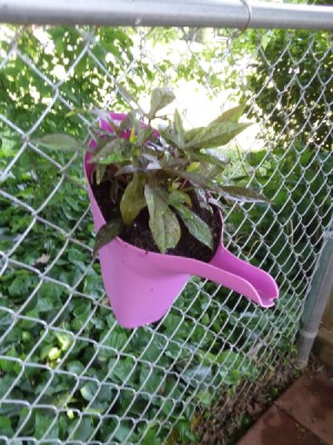 A pink watering can being used as a planter.