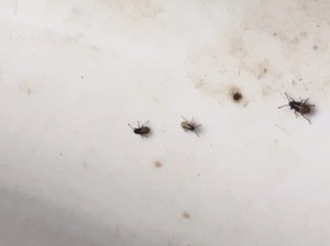 Are These Termites? - small brown biting bugs