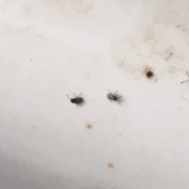 Are These Termites? - small brown biting bugs