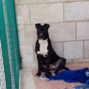 Is My Dog a Full Blood Pit Bull? - black dog with white chest