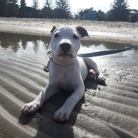 What Breed Is My Dog?